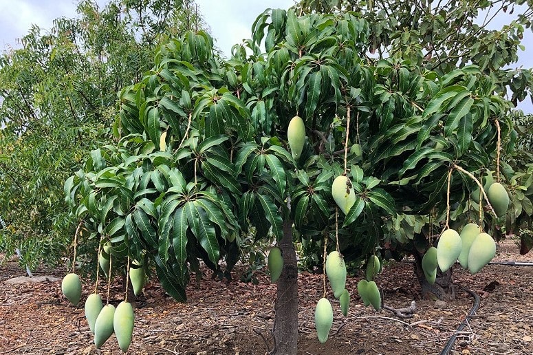 Guided Tour - Mango Finca - La Palma - Sightseeing & Culture - gettivity